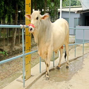 Male - Bull (ষাঁড়)